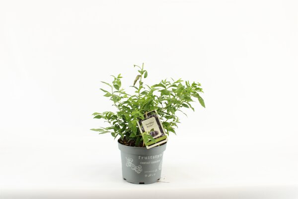 Vaccinium corymbosum 'Little Blue Wonder' pot 19 cm, h 50 cm