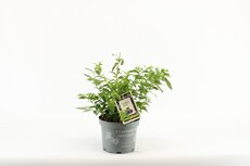 Vaccinium corymbosum 'Little Blue Wonder' pot 19 cm, h 50 cm