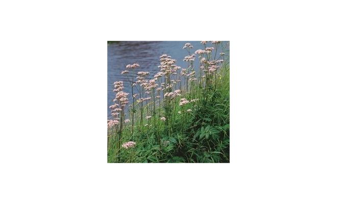 Valeriana officinalis P9