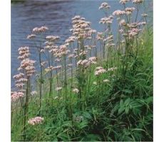 Valeriana officinalis P9