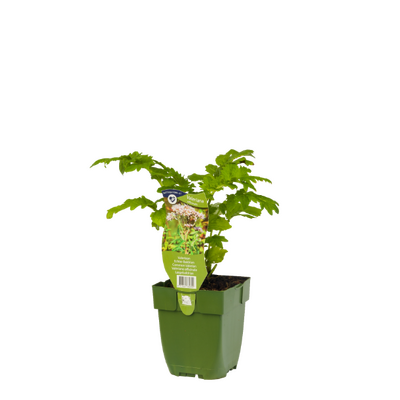 Valeriana Officinalis, pot 11 cm - afbeelding 1