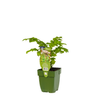 Valeriana Officinalis, pot 11 cm - afbeelding 1