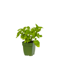 Valeriana Officinalis, pot 11 cm - afbeelding 2