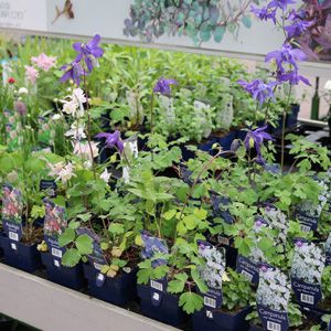 Vaste-border-bodem planten