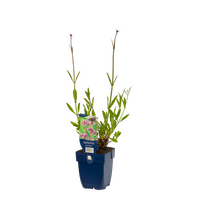 Verbena bonariensis P11 - afbeelding 1
