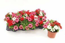 Verbena mix in pot P12