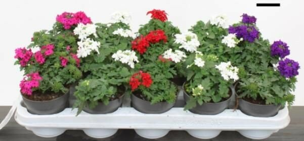 Verbena P10.5