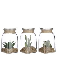 Vetplant groen 3 assorti - h19,5xd11cm