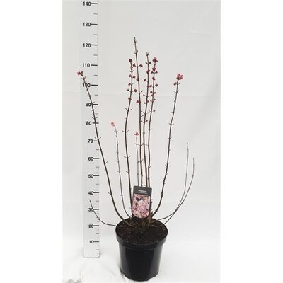 Viburnum bodnantense 'Dawn', pot 23 cm, h 90 cm