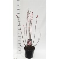 Viburnum bodnantense 'Dawn', pot 23 cm, h 90 cm