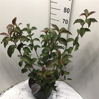 viburnum bodnantense dawn, pot 28 cm, h 110 cm - afbeelding 1