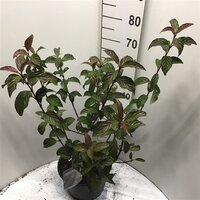 viburnum bodnantense dawn, pot 28 cm, h 110 cm - afbeelding 2