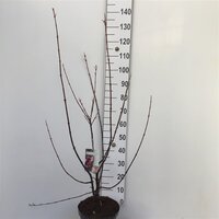 viburnum bodnantense dawn, pot 28 cm, h 110 cm - afbeelding 2