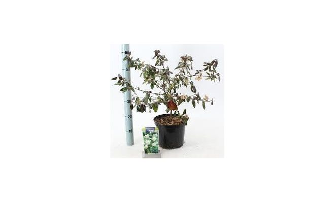 Viburnum Burkw Conoy, pot 12 cm, h 30 cm