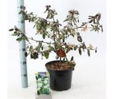 Viburnum Burkw Conoy, pot 12 cm, h 30 cm