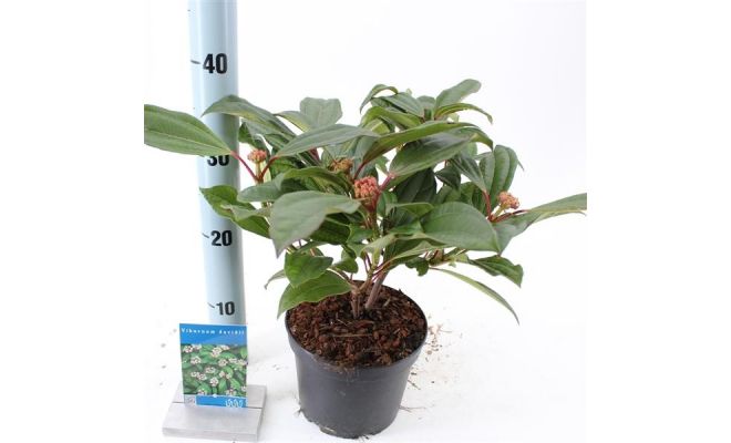 Viburnum Davidii, h 30 cm - afbeelding 1