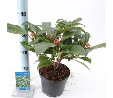 Viburnum Davidii, h 30 cm - afbeelding 1