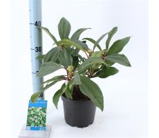 Viburnum Davidii, h 30 cm - afbeelding 2