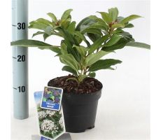 Viburnum Davidii, h 30 cm - afbeelding 3