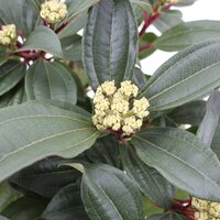 Viburnum Davidii, h 30 cm - afbeelding 5