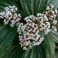 Viburnum Davidii, h 30 cm - afbeelding 4