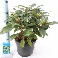 Viburnum davidii, pot 19 cm, h 40 cm - afbeelding 2