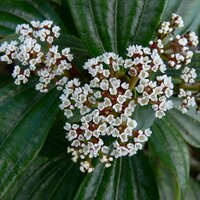 Viburnum davidii, pot 19 cm, h 40 cm - afbeelding 3