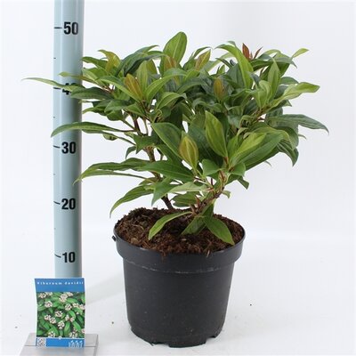 Viburnum davidii, pot 23 cm, h 35 cm