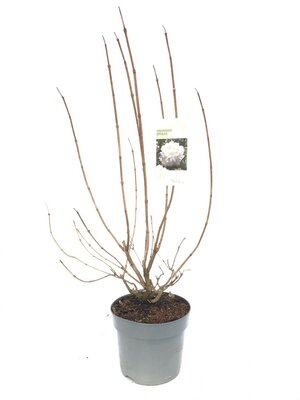 Viburnum opulus Roseum, pot 23 cm, h 50 cm