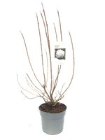 Viburnum opulus Roseum, pot 23 cm, h 50 cm