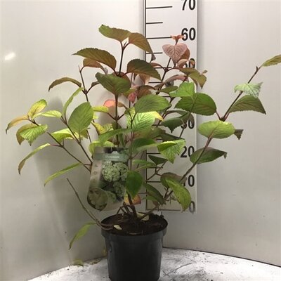 viburnum plic. grandiflorum, pot 21 cm, h 45 cm - afbeelding 1