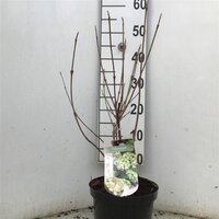 viburnum plic. grandiflorum, pot 21 cm, h 45 cm - afbeelding 2