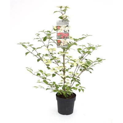 viburnum plic. kilimandjaro, pot 19 cm, h 35 cm