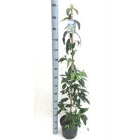 Viburnum plic. 'Kilimandjaro, pot 26 cm, h 110 cm