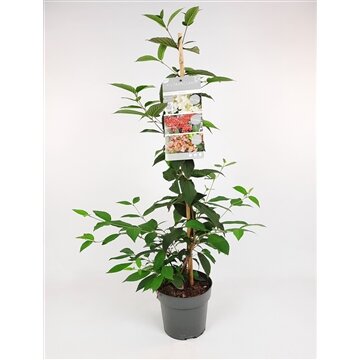 viburnum plic. kilimandjaro sunrice, pot 22 cm, h 45 cm