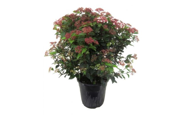 Viburnum Tinus, 50-60