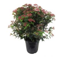 Viburnum Tinus, 50-60