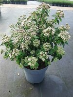 viburnum tinus eve price, pot 19 cm, h 40 cm - afbeelding 2