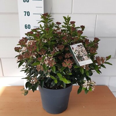 viburnum tinus eve price, pot 19 cm, h 40 cm - afbeelding 1