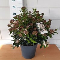 viburnum tinus eve price, pot 19 cm, h 40 cm - afbeelding 1