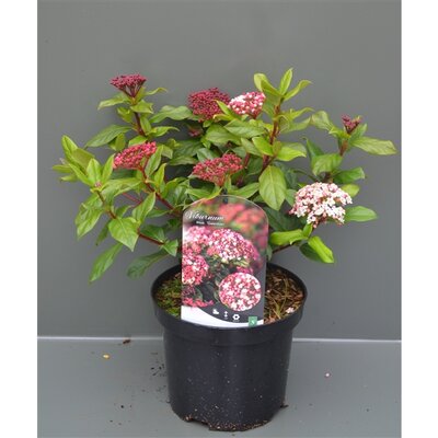 viburnum tinus 'gwenllian' p17 h30 - afbeelding 1