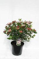 viburnum tinus 'gwenllian' p17 h30 - afbeelding 2