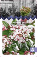 viburnum tinus 'gwenllian' p17 h30 - afbeelding 3