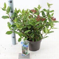 Viburnum tinus 'Gwenllian' p19, h35 cm - afbeelding 3