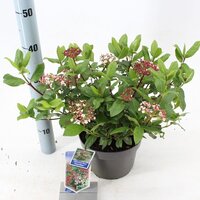 Viburnum tinus 'Gwenllian' p19, h35 cm - afbeelding 1