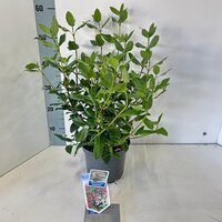 Viburnum tinus 'Gwenllian' p19, h35 cm - afbeelding 4