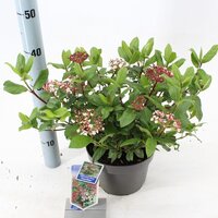 Viburnum tinus gwenllian, pot 19 cm, h 35 cm - afbeelding 2