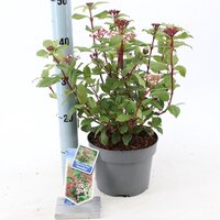 Viburnum tinus gwenllian, pot 19 cm, h 35 cm - afbeelding 3