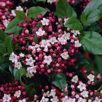 Viburnum tinus gwenllian, pot 19 cm, h 35 cm - afbeelding 4