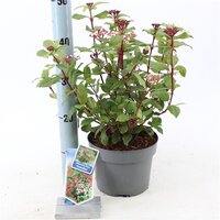 Viburnum tinus gwenllian, pot 19 cm, h 35 cm - afbeelding 1